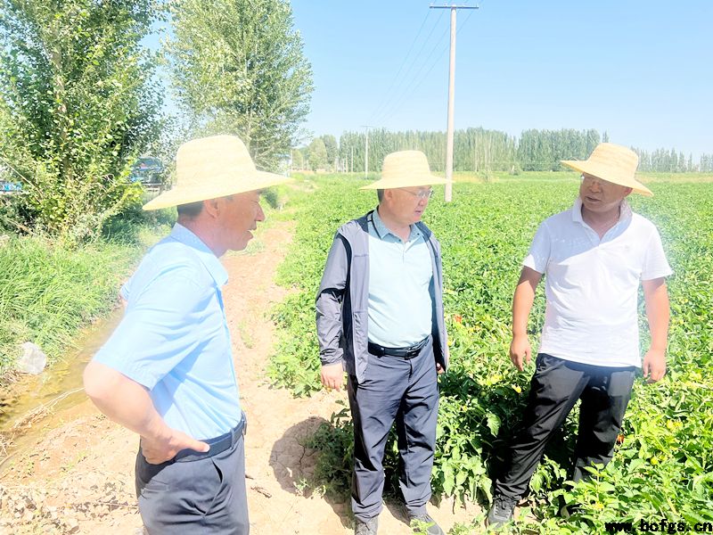 領(lǐng)導班子下沉種植基地查看原料種植情況